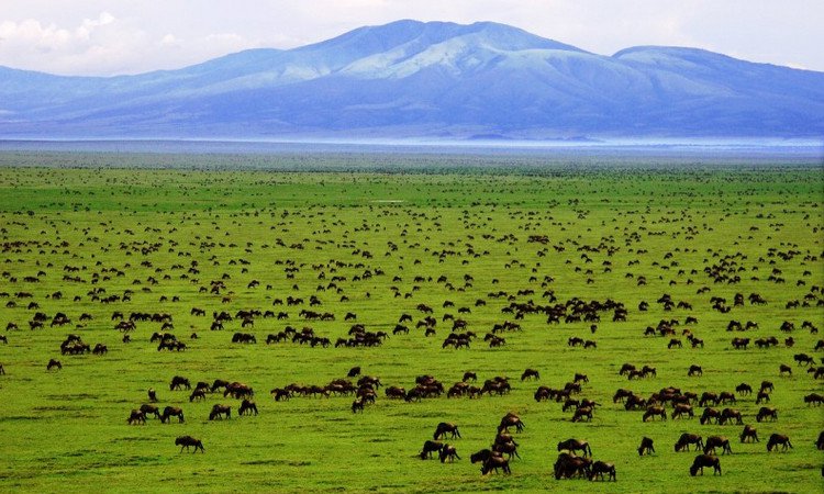 serengeti